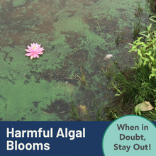 harmful algal blooms