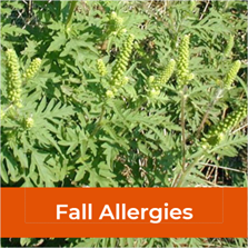 fall allergies