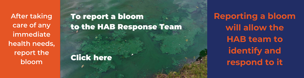 report a bloom to the HAB Response Team